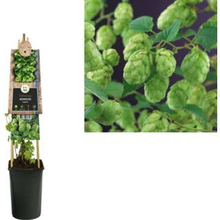 👉 Humulus lupulus 'Nordbrau' 8714339271339