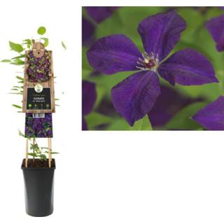 👉 Clematis v. 'Polish Spirit' - bosrank 70 cm 8714339258538