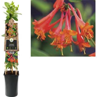 👉 Lonicera brownii 'Dropmore Scarlet' 8714339261538