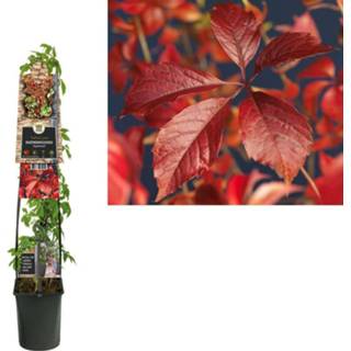 👉 Parthenocissus Engelmannii 8714339262955