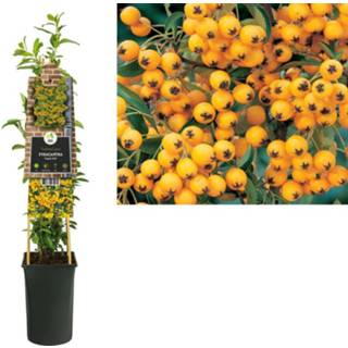 👉 Pyracantha Soleil dOr 8714339264232
