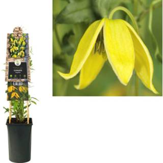 👉 Clematis tangutica - bosrank 70 cm 8714339257739