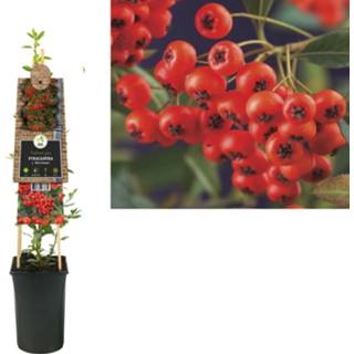 👉 Pyracantha c. 'Red Column' 8714339263839