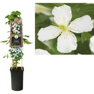 👉 Clematis Montana Grandiflora - Bosrank 70 cm 8714339257234