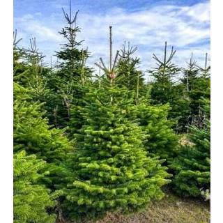 👉 Kerstboom Nordmann gezaagd 1.75m - 2.00m 8718481761830