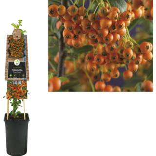 👉 Pyracantha 'Orange Charmer' 8714339264133