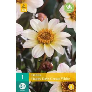 Dahlia wit happy days cream white 8712438615665