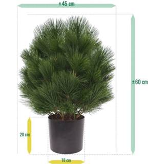 👉 Kunstplant groen kunststof DesignPlants: Pinus Bol 60cm UV Bestendig - 8718719449080