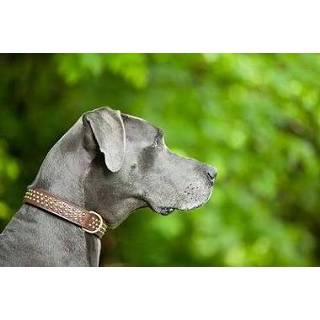 👉 Zilver Sebastian Dog Collar Silver Bengal