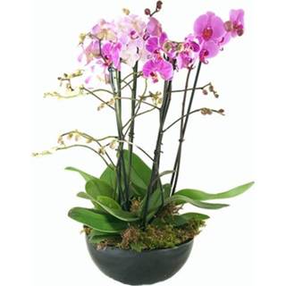 👉 Schaal roze Phalaenopsis in een
