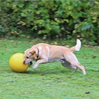👉 Speelbal geel Honden