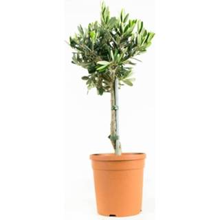 Bonsai Olijfboompje Olijfboompje bonsai