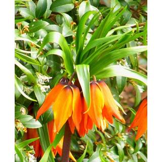 👉 Fritillaria Imperialis Aurora