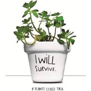 👉 I Will Survive Plantpot 8436543250121