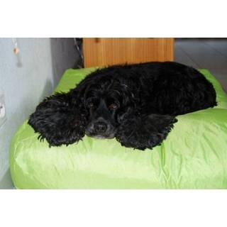 👉 Hondenbed limoen nylon small Dog's Companion® Lime