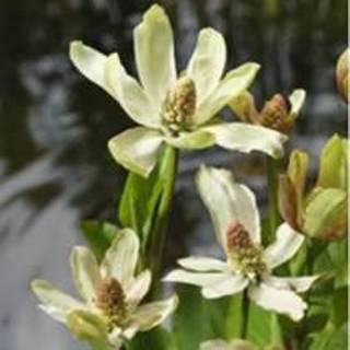 👉 Wateranemoon (Anemopsis Californica) moerasplant