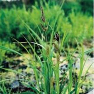 👉 Oeverzegge (Carex riparia) moerasplant