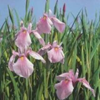 👉 Roze Japanse iris (Iris laevigata “Rose Queen”) moerasplant