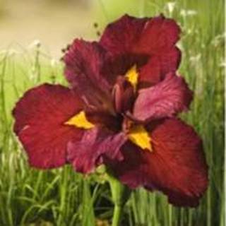 👉 Rode Japanse iris (Iris Louisiana Ann Chowning) moerasplant