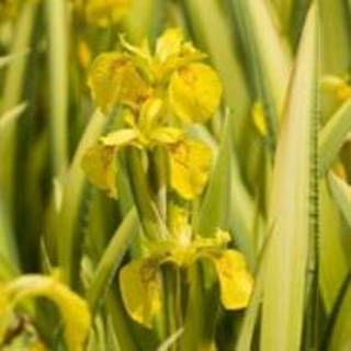 👉 Gele bonte iris (Iris pseudacorus “variegata”) moerasplant