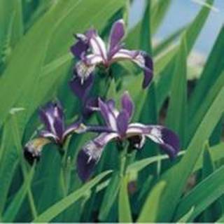 👉 Amerikaanse iris (Iris versicolor) moerasplant