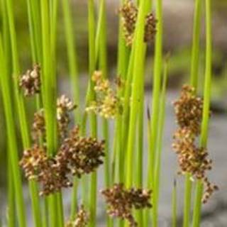 Pitrus (Juncus effusus) moerasplant