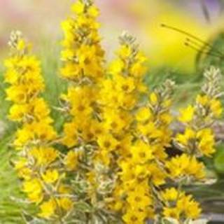 👉 Bont moeras (Lysimachia “variegata”) moerasplant