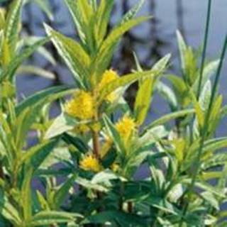👉 Moeraswederik (Lysimachia thyrsiflora) moerasplant