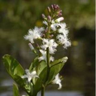 👉 Waterdrieblad (Menyanthes Trifoliata) moerasplant