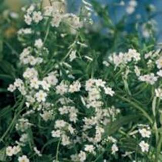 👉 Wit moerasvergeet-mij-nietje (Myosotis palustris “alba”) moerasplant