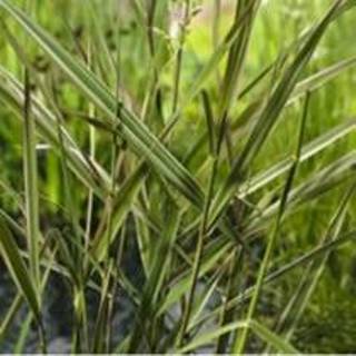 👉 Kanariegras (Phalaris arundinacea “Picta”) moerasplant