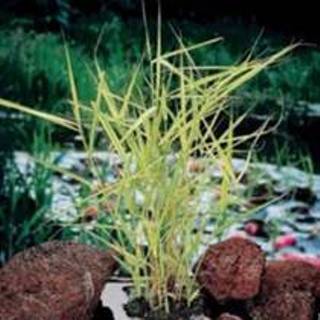 👉 Bont riet (Phragmites Australis “variegata”) moerasplant