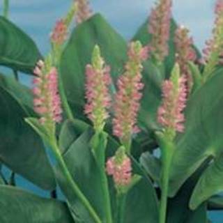 👉 Roze snoekkruid (Pontederia cordata “Pink pons”) moerasplant