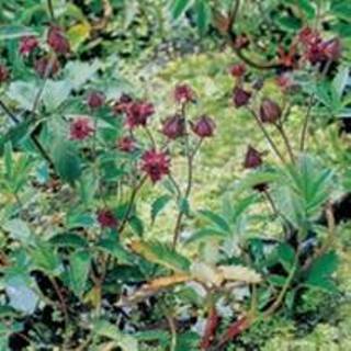 👉 Potentilla Wateraardbei (Potentilla palustris) moerasplant