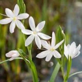 👉 Witte kafferlelie (Schizostylis coccinea “alba”) moerasplant