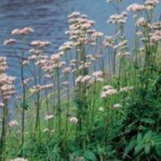 👉 Echte valeriaan (Valeriana officinalis) moerasplant