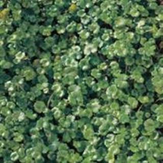 👉 Waternavel (Hydrocotyle “Nova-Zealandiae”) zuurstofplant