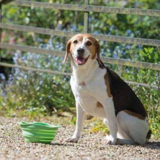 👉 Voerbak Beco Pets voor onderweg