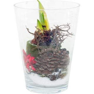 👉 Luxe vaas rode Amaryllis in