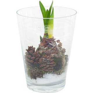 👉 Luxe vaas witte Amaryllis in