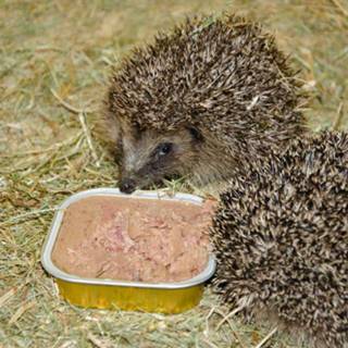 👉 Bio-paté voor egels