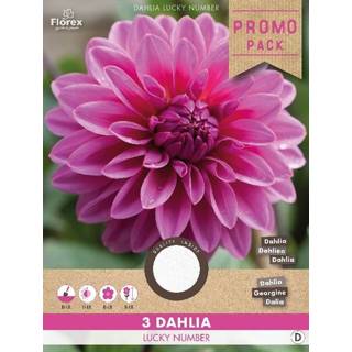 👉 Dahlia roze Decoratief