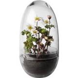 👉 Kweekkasje transparant glas grow Design House Stockholm Kweekkas 7340043311057