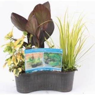 👉 Waterplant Mix waterplanten in ovale vijvermand - 3 stuks 8717263019695
