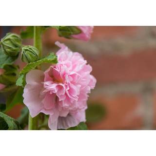 👉 Stok roos roze Stokroos (Alcea Rosea)