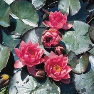 👉 Roze waterlelie (Nymphaea James Brydon) - 6 stuks 8713469105422