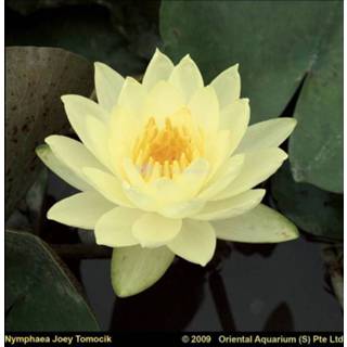 👉 Gele waterlelie (Nymphaea Joey Tomocik) - 6 stuks 8712815747712