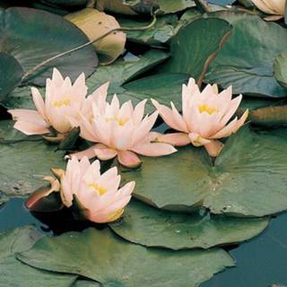 👉 Roze waterlelie (Nymphaea Marliacea Carnea) - 6 stuks 8713469105460