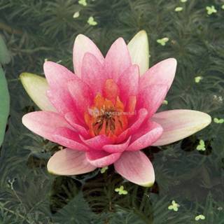 👉 Roze waterlelie (Nymphaea Laydekeri Lilacea) - 6 stuks 8713469105439