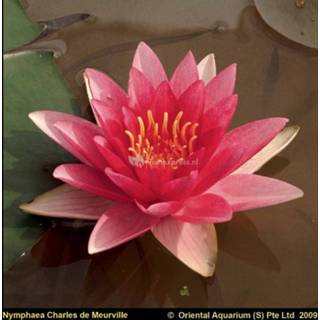 👉 Rode waterlelie (Nymphaea Charles de Meurville) - 6 stuks 8713469105316